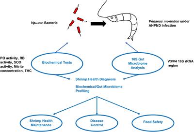 Microbes and pathogens associated with shrimps - implications and review of possible control strategies